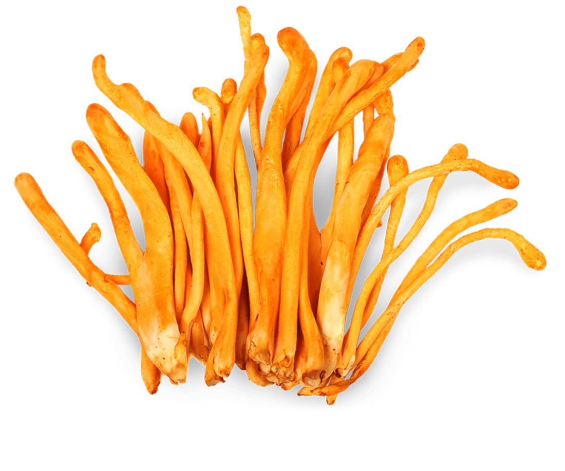 Breath of Life: Unveiling the Power of Cordyceps and Ginseng