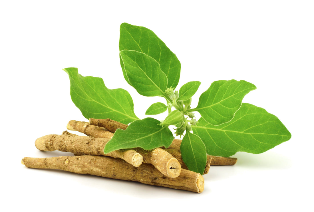 Ashwagandha: Unveiling the Magical Benefits for Mind and Body