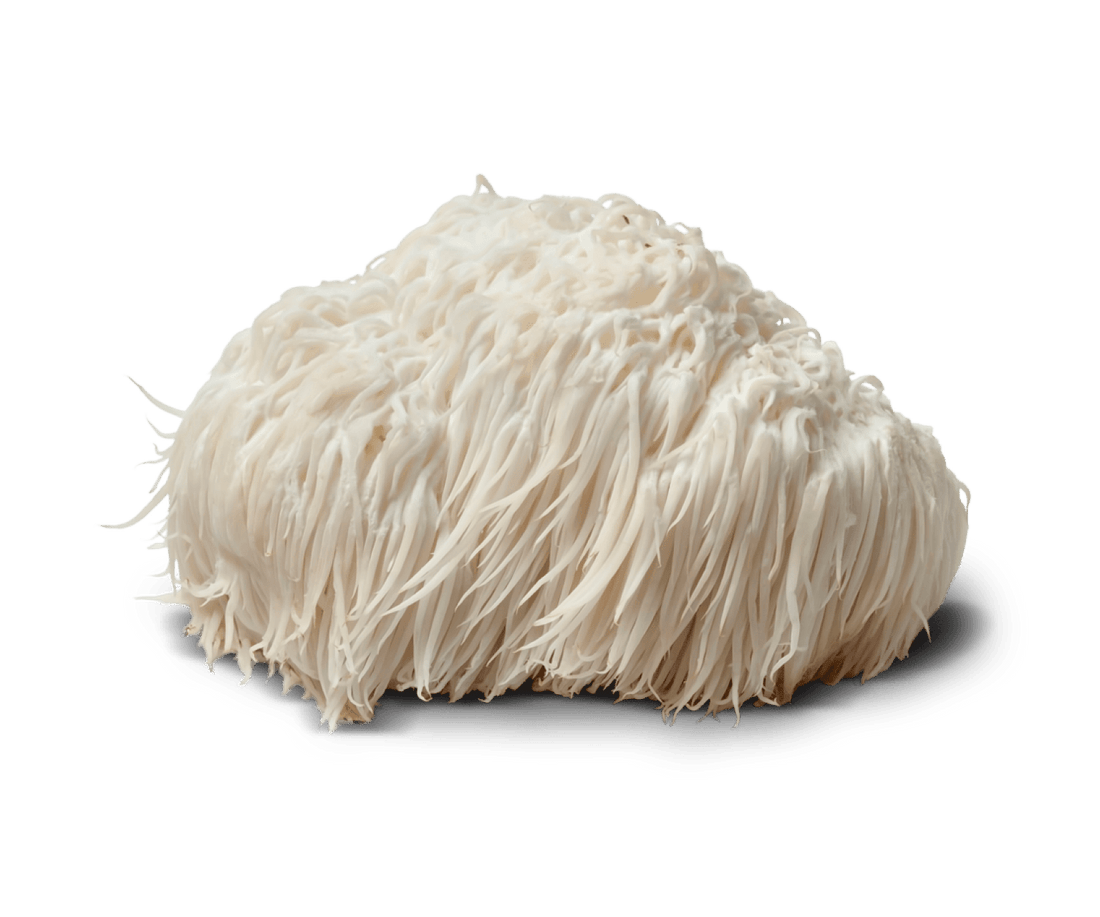 Lion's Mane: The Crown Jewel of Clarity and Focus